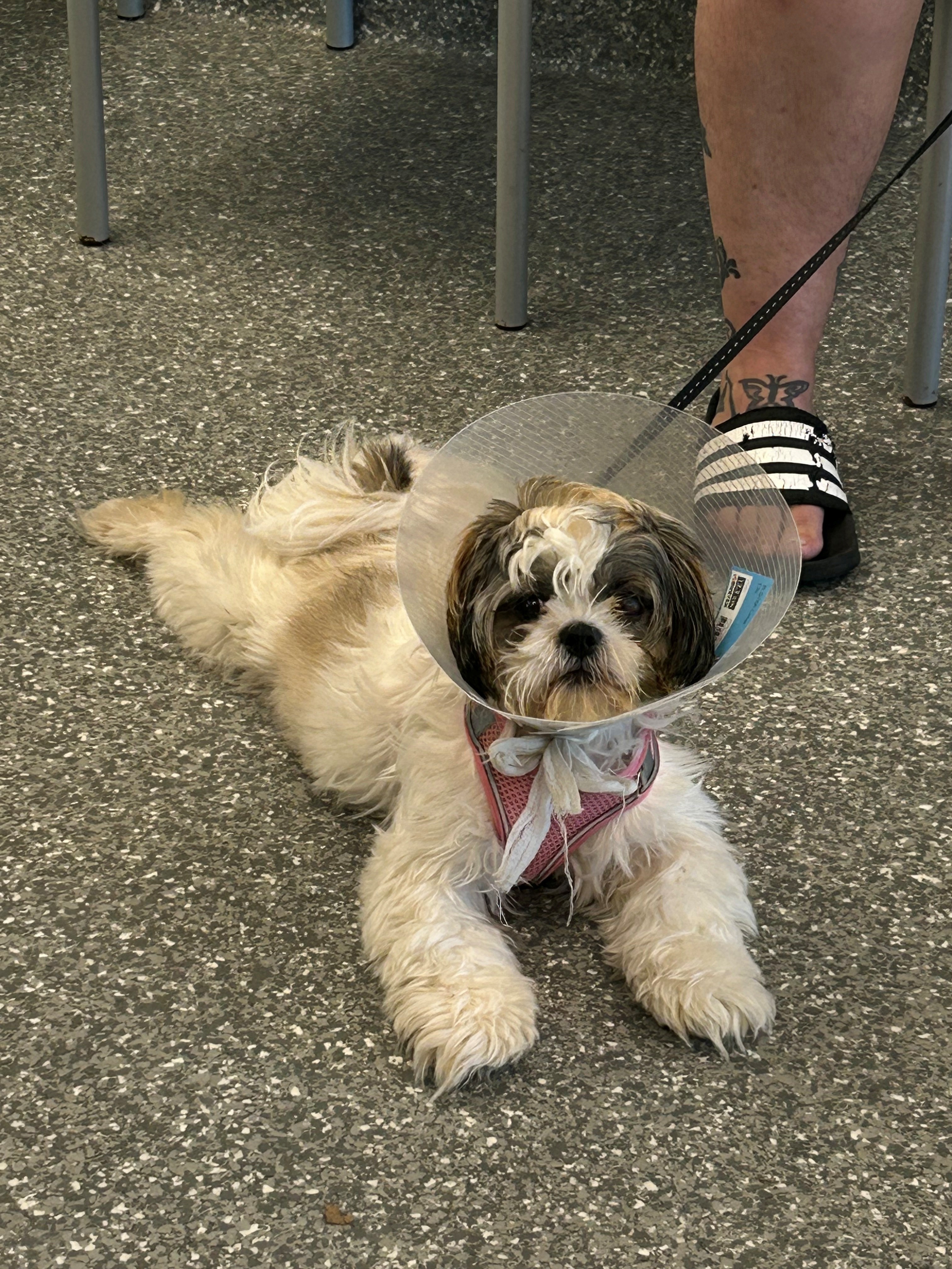 Dog with ruptured eye